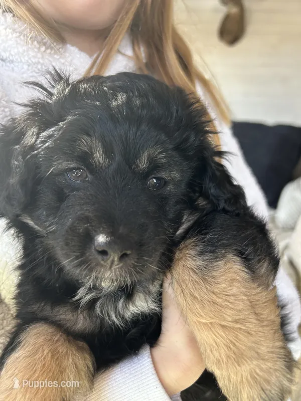 Cadillac – Miniature Aussiedoodle puppy for sale in Zeeland, MI
