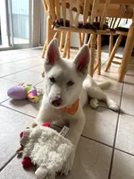 Ghost, a male Siberian Husky for sale in Los Angeles, CA – 2 of 7