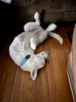 Ghost, a male Siberian Husky for sale in Los Angeles, CA – 6 of 7