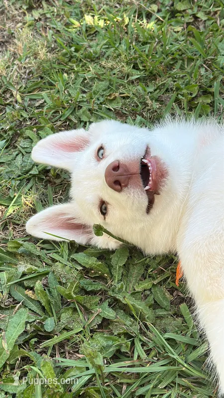 Ghost – Siberian Husky puppy for sale in Los Angeles, CA