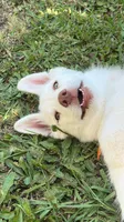Ghost, a male Siberian Husky for sale in Los Angeles, CA – 1 of 7