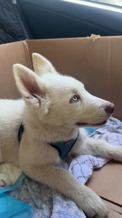 Ghost, a male Siberian Husky for sale in Los Angeles, CA – 4 of 7