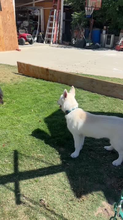 Ghost, a male Siberian Husky for sale in Los Angeles, CA – 5 of 7