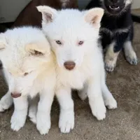 Ghost, a male Siberian Husky for sale in Los Angeles, CA – 3 of 7
