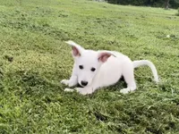 Sheena, a female German Shepherd Dog for sale in Perkasie, PA – 3 of 7