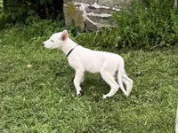 Sugar, a female German Shepherd Dog for sale in Perkasie, PA – 6 of 9