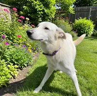 Sugar, a female German Shepherd Dog for sale in Perkasie, PA – 8 of 9
