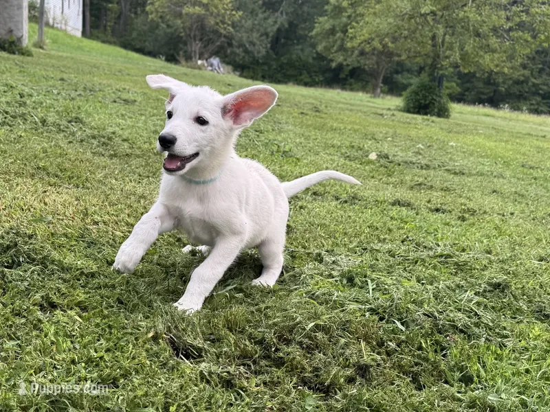 Sheena – German Shepherd Dog puppy for sale in Perkasie, PA