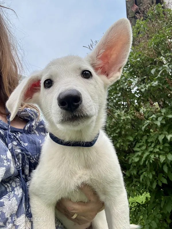Sugar – German Shepherd Dog puppy for sale in Perkasie, PA