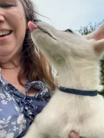Sugar, a female German Shepherd Dog for sale in Perkasie, PA – 5 of 9