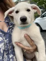Sheena, a female German Shepherd Dog for sale in Perkasie, PA – 4 of 7