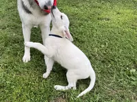 Sugar, a female German Shepherd Dog for sale in Perkasie, PA – 2 of 9