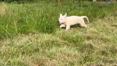 Sheena, a female German Shepherd Dog for sale in Perkasie, PA – 6 of 7