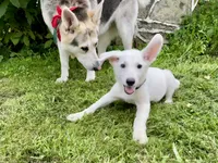 Sugar, a female German Shepherd Dog for sale in Perkasie, PA – 3 of 9