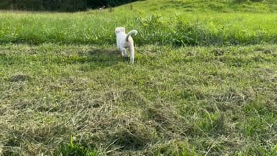 Sheena, a female German Shepherd Dog for sale in Perkasie, PA – 7 of 7