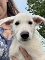 Sugar, a female German Shepherd Dog for sale in Perkasie, PA – 4 of 9