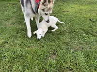 Sugar, a female German Shepherd Dog for sale in Perkasie, PA – 9 of 9