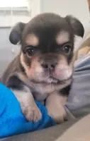 Sandy , a female French Bulldog for sale in Stockton, MO – 2 of 5