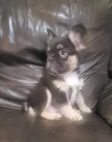 Luna AKC fluffy, a female French Bulldog for sale in Stockton, MO – 9 of 10
