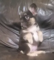 Luna AKC fluffy, a female French Bulldog for sale in Stockton, MO – 5 of 10