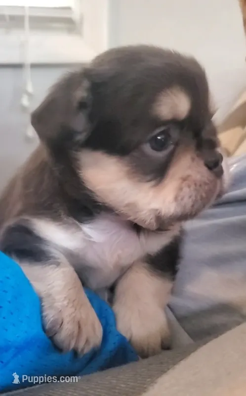 Sandy  – French Bulldog puppy for sale in Stockton, MO