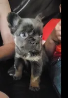 Holly AKC, a female French Bulldog for sale in Stockton, MO – 3 of 6