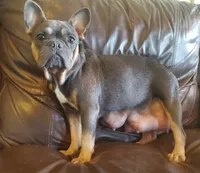 Ivy Rose, a female French Bulldog for sale in Stockton, MO – 2 of 3