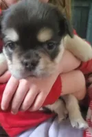 Sandy , a female French Bulldog for sale in Stockton, MO – 5 of 5