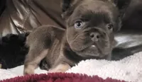 Bear AKC, a male French Bulldog for sale in Stockton, MO – 7 of 9