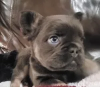 Bear AKC, a male French Bulldog for sale in Stockton, MO – 3 of 9