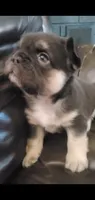 Luna AKC , a female French Bulldog for sale in Stockton, MO – 10 of 10