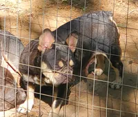 Coco Chanel, a female French Bulldog for sale in Stockton, MO – 2 of 2