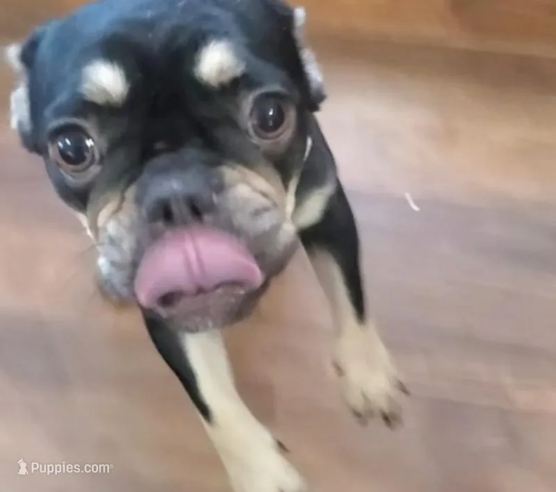 Coco Chanel – French Bulldog puppy for sale in Stockton, MO