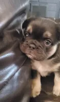Luna AKC , a female French Bulldog for sale in Stockton, MO – 8 of 10