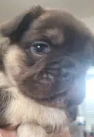 Luna AKC , a female French Bulldog for sale in Stockton, MO – 2 of 10