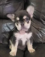 Sandy AKC fluffy, a female French Bulldog for sale in Stockton, MO – 10 of 10