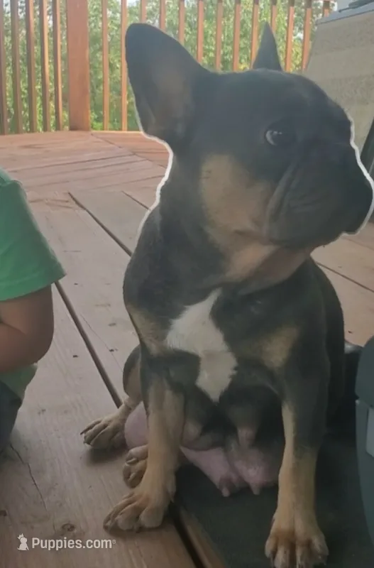 Ivy Rose – French Bulldog puppy for sale in Stockton, MO