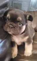 Luna AKC , a female French Bulldog for sale in Stockton, MO – 6 of 10