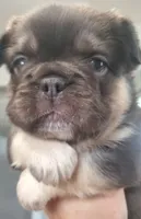 Luna AKC , a female French Bulldog for sale in Stockton, MO – 3 of 10