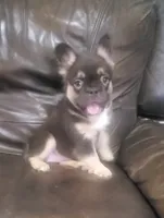 Luna AKC fluffy, a female French Bulldog for sale in Stockton, MO – 7 of 10