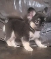 Luna AKC fluffy, a female French Bulldog for sale in Stockton, MO – 8 of 10