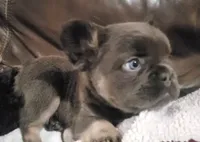 Bear AKC, a male French Bulldog for sale in Stockton, MO – 2 of 9