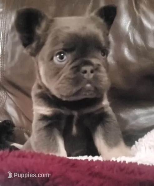 Bear AKC – French Bulldog puppy for sale in Stockton, MO