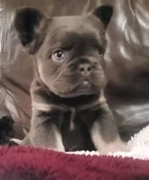 Bear AKC, a male French Bulldog for sale in Stockton, MO – 1 of 9
