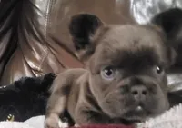Bear AKC, a male French Bulldog for sale in Stockton, MO – 4 of 9