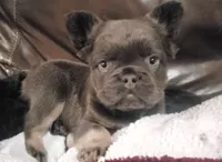 Bear AKC, a male French Bulldog for sale in Stockton, MO – 6 of 9
