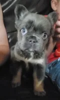 Holly AKC, a female French Bulldog for sale in Stockton, MO – 5 of 6
