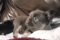 Bear AKC, a male French Bulldog for sale in Stockton, MO – 9 of 9