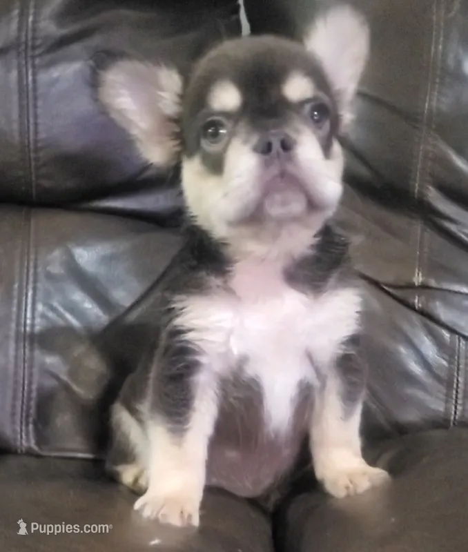 Sandy AKC fluffy – French Bulldog puppy for sale in Stockton, MO