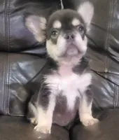 Sandy AKC fluffy, a female French Bulldog for sale in Stockton, MO – 1 of 10